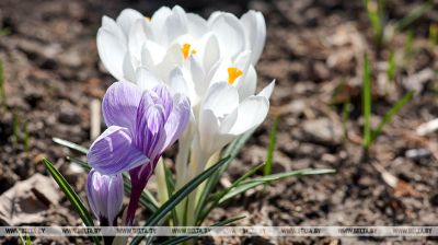 W Witebsku rozkwitły pierwsze krokusy 