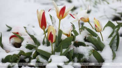 Niespodzianki pogodowe. Grodno jest pokryte śniegiem 