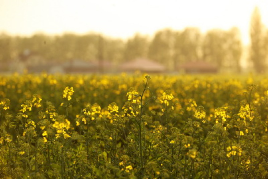 Kwitnienie rzepaku w obwodzie brzeskim  