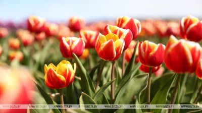 W obwodzie brzeskim uprawiane są plantacje tulipanów