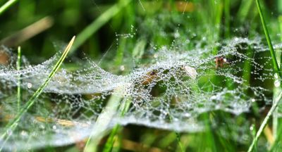 Poranna rosa na pajęczynie 