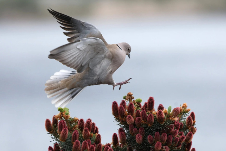 Zdjęcie tygodnia Gołąb