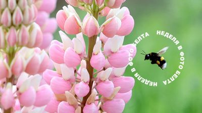  Zdjęcie tygodnia
  
 Łubin 
 