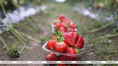 Sezon truskawkowy w obwodzie brzeskim