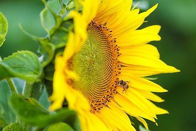 W obwodzie grodzieńskim kwitną słoneczniki 