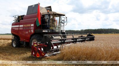 Rolnicy z obwodu mińskiego zebrali 2 miliony ton zboża, wliczając rzepak. 