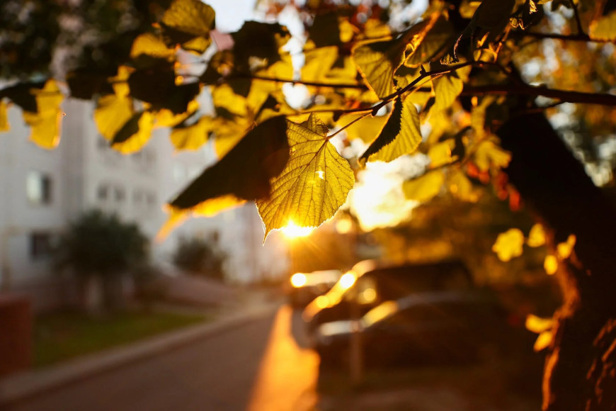 Liście o zachodzie słońca