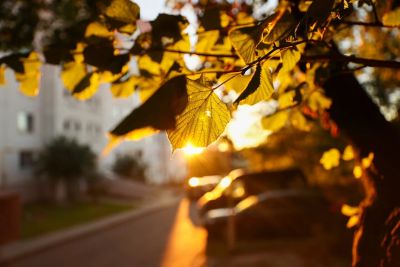 Liście o zachodzie słońca