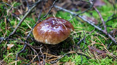 Najbardziej pożądany prezent jesieni dla miłośników przyrody 