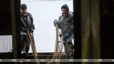 Jesienią w gospodarstwach rybnych przesadza się ryby na zimę  