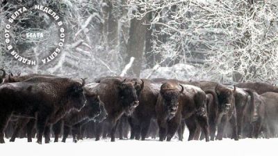 Żubry na terenie rezerwatu przyrody w powiecie grodzieńskim 