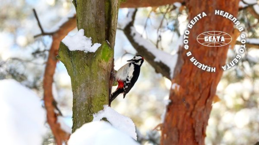  Najlepsze zdjęcia tygodnia. Dzięcioł
 