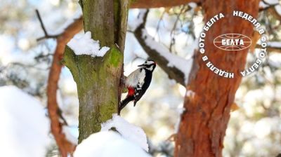  Najlepsze zdjęcia tygodnia. Dzięcioł
 