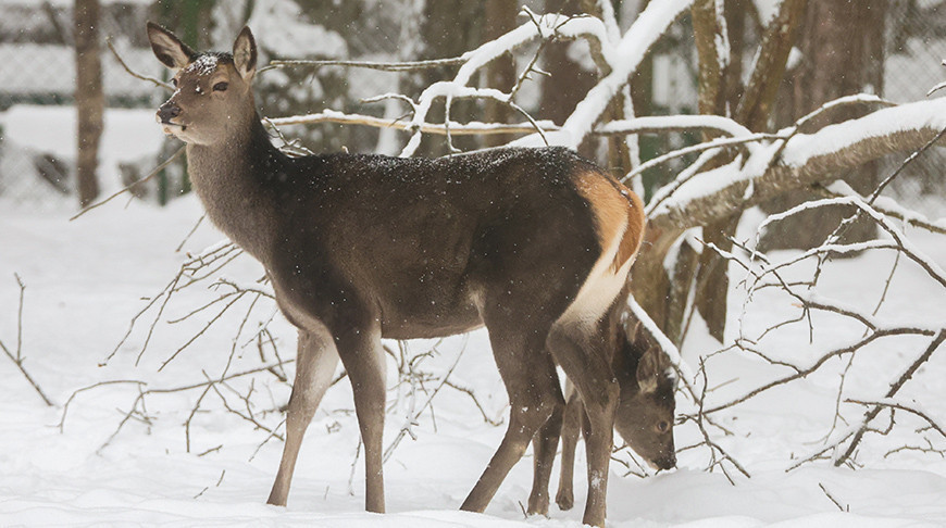 Zimowy dzień w Berezyńskim rezerwacie biosfery 