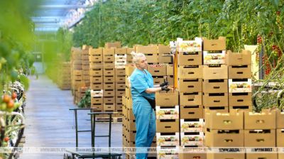 Przez cały rok w sklepach! Jak uprawia się warzywa w gospodarstwie szklarniowym pod Mińskiem 