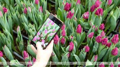 Tulipany nadal rosną nawet w wazonie. W Homelskim eksperymentalnym leśnictwie opowiedziano o cechach bukietów 