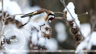 Czarnogłowy szczygieł 