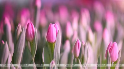 W Grodnie przygotowują się do najpiękniejszego wiosennego święta i rozpoczęli zbiór tulipanów 