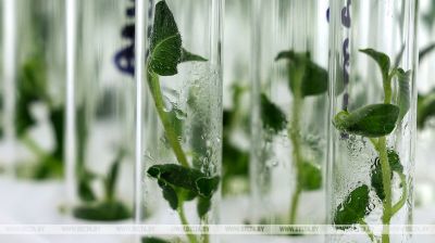 Nowe odmiany ziemniaków uprawiane są w Witebskim Zonalnym Instytucie Rolnictwa 