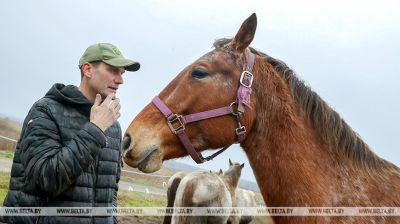 Małżeństwo z powiatu homelskiego hoduje konie rasy białoruskiej zaprzęgowej 