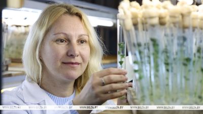 Własne pomidory i ziemniaki: jak w Białoruskiej Państwowej Akademii Rolniczej rozwija się krajową hodowlę roślin  