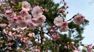 Japońska wiosna w Mińsku: w Ogrodzie Botanicznym zakwitła sakura 