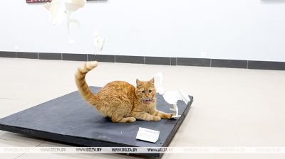 Puszysty talizman: kotka Marcel stała się nieoficjalną „pracownicą” muzeum w Witebsku